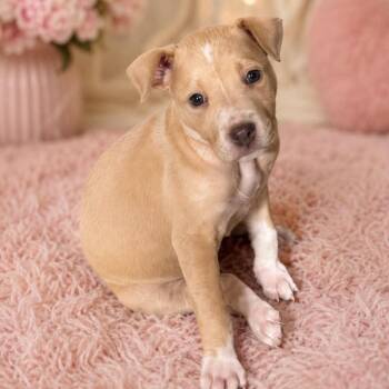 Catahoula Leopard Dog and Black Mouth Cur Dogs Available for Adoption in Grand Bay, Alabama - Maple | PetCurious