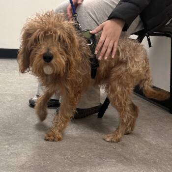 Mixed Breed Dogs Available for Adoption - Brownie | PetCurious