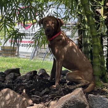 Cinderella -  Chocolate Labrador Retriever Dog for Adoption in Keaau, Hawaii - Cinderella | PetCurious
