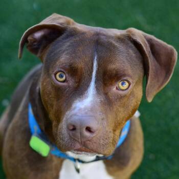 Aster -  Mixed Breed Dog for Adoption in Ottawa, Kansas - Aster | PetCurious