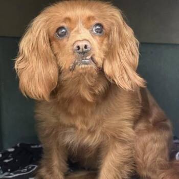 Cavalier King Charles Spaniel Dogs Available for Adoption in Larkfield-wikiup, California - Ponyo | PetCurious