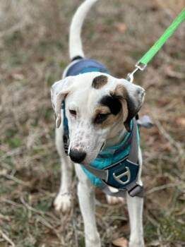 Hound Dogs Available for Adoption - DJ | PetCurious