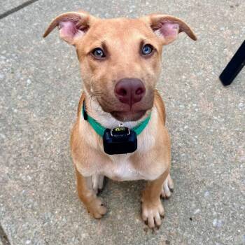 Phil -  Labrador Retriever Dog for Adoption in Baldwin, Maryland - Phil | PetCurious