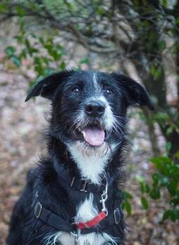 Deanie Boi -  Mixed Breed Dog for Adoption in Vancouver, Washington - Deanie Boi | PetCurious