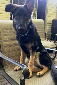 German Shepherd Dog and Belgian Shepherd Malinois Dogs Available for Adoption in Holly Springs, North Carolina - Scarlett | PetCurious