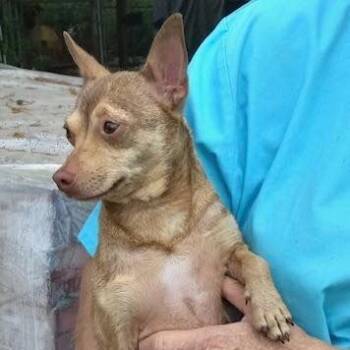 Rescue Chihuahua and Mixed Breed Dogs for Adoption - Pepper | PetCurious
