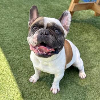 French Bulldog and Mixed Breed Dogs Available for Adoption in Hawthorne, California - Homer | PetCurious