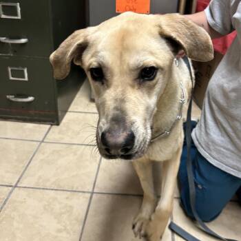 Shepherd and Mixed Breed Dogs Available for Adoption in Newport, North Carolina - Ghost | PetCurious