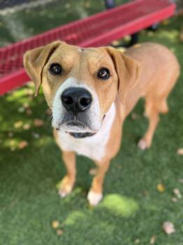 Hallie -  Labrador Retriever and Hound Dog for Adoption in Glendale, Arizona - Hallie | PetCurious