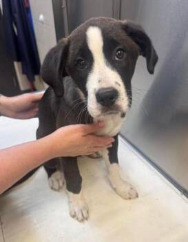 Double Stuffed -  Boxer and Border Collie Dog for Adoption in Williamsport, Pennsylvania - Double Stuffed | PetCurious