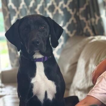 Hound and Black Labrador Retriever Dogs Available for Adoption in La Grange, Kentucky - Elphaba | PetCurious