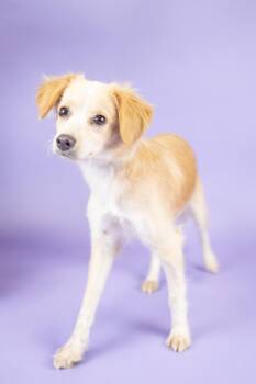 Rescue Mixed Breed Dogs for Adoption in Portland, Oregon - Lili | PetCurious