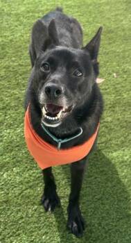 Terrier and Mixed Breed Dogs Available for Adoption in San Antonio, Texas - Kazuma | PetCurious