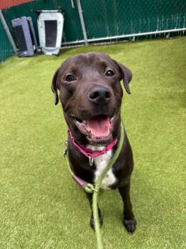 Mopple -  Mixed Breed Dog for Adoption in New York, New York - Mopple | PetCurious