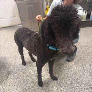 Abercrombie -  Standard Poodle and Mixed Breed Dog for Adoption in Fredericksburg, Virginia - Abercrombie | PetCurious