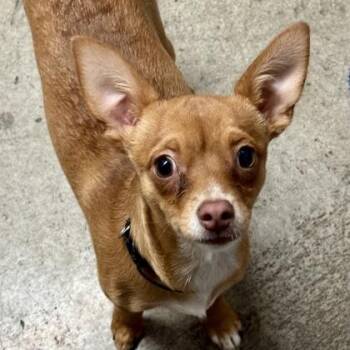 Caramel Peanut Butter Cluster -  Chihuahua Dog for Adoption in Sacramento, California - Caramel Peanut Butter Cluster | PetCurious