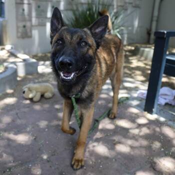 Pappa -  Belgian Shepherd Malinois Dog for Adoption in Pasadena, California - Pappa | PetCurious