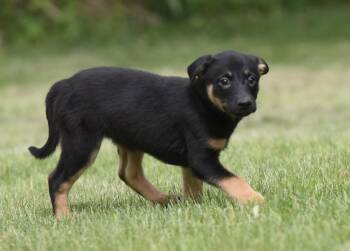 Labrador Retriever and Border Collie Dogs Available for Adoption in Mechanicsburg, Pennsylvania - SIMONE | PetCurious