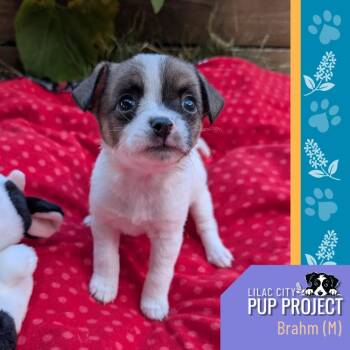 Brahm -  Chihuahua Dog for Adoption in Spokane, Washington - Brahm | PetCurious