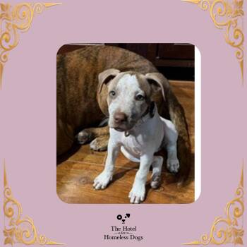 Sprinkles -  Terrier and Mixed Breed Dog for Adoption in Cumberland, Rhode Island - Sprinkles | PetCurious
