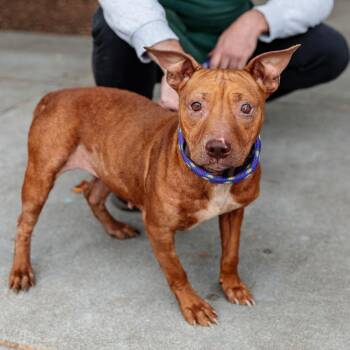 Pit Bull Terrier Dogs Available for Adoption - Corvette | PetCurious