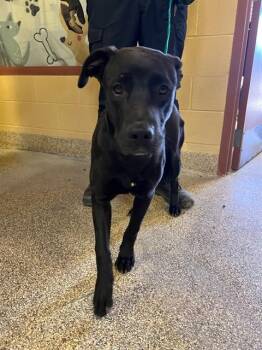 A1913755 -  Pit Bull Terrier and Mixed Breed Dog Available for Adoption in Blythe, California - A1913755 | PetCurious