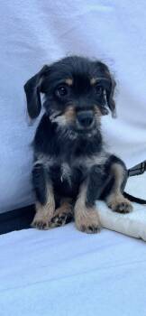 Dachshund and Yorkshire Terrier Dogs Available for Adoption - Pipsqueak | PetCurious