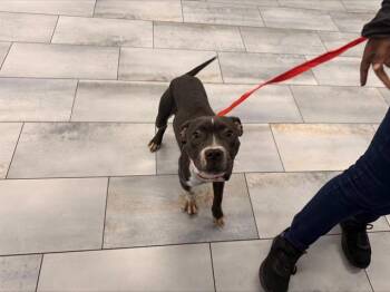 Pit Bull Terrier Dogs Available for Adoption in Charlotte, North Carolina - TATER TOT | PetCurious
