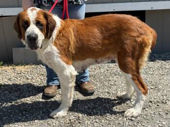 Octavia -  Saint Bernard Dog for Adoption in Vacaville, California - Octavia | PetCurious