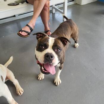 Reba -  Terrier Dog for Adoption in Montgomery, Alabama - Reba | PetCurious