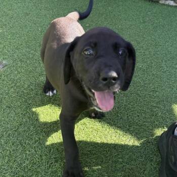 Dylan 8310 -  Great Dane Dog for Adoption in Loxahatchee Groves, Florida - Dylan 8310 | PetCurious