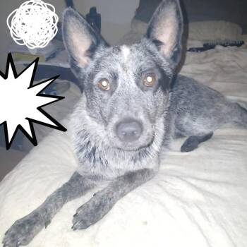 Australian Cattle Dog Blue Heeler Dogs Available for Adoption in Roanoke, Virginia - Rocket | PetCurious
