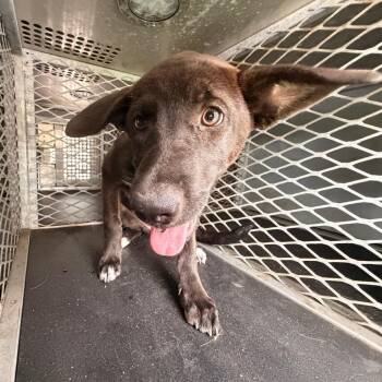 Shepherd Dogs Available for Adoption in Edinburg, Texas - Alice | PetCurious
