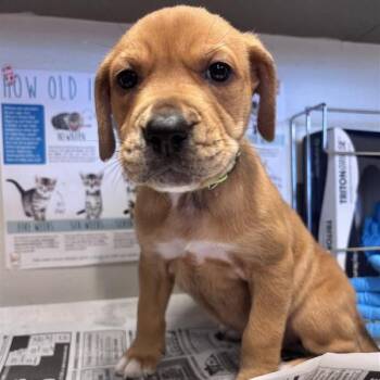 REDWOOD -  American Staffordshire Terrier Dog for Adoption in San Antonio, Texas - REDWOOD | PetCurious
