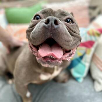 Rescue American Bully and Pit Bull Terrier Dogs for Adoption in Citrus Heights, California - Charlie | PetCurious