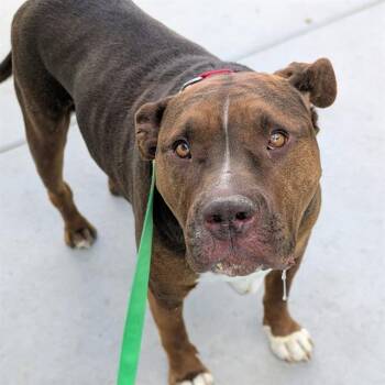 Pit Bull Terrier Dogs Available for Adoption in Las Vegas, Nevada - GORDO | PetCurious