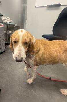 Hound and Mixed Breed Dogs Available for Adoption in North Charleston, South Carolina - 3466B Tiger Lily | PetCurious