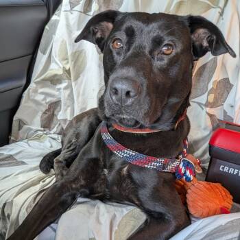 Rescue Labrador Retriever and Terrier Dogs for Adoption in Fairfax Station, Virginia - Eli | PetCurious