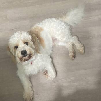 Marley -  Cavalier King Charles Spaniel and Poodle Dog for Adoption in Hinesville, Georgia - Marley | PetCurious