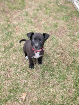 Mixed Breed Dogs Available for Adoption in New York, New York - MICKEY | PetCurious