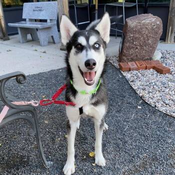 Sprite -  Husky Dog for Adoption in Cheyenne, Wyoming - Sprite | PetCurious
