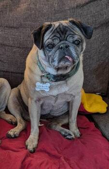 Rory -  Pug Dog for Adoption in Benton, Kansas - Rory | PetCurious