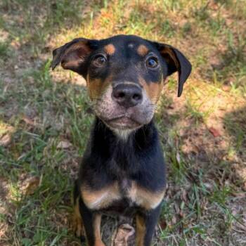 Weevil -  Mixed Breed Dog for Adoption in Bentonville, Arkansas - Weevil | PetCurious