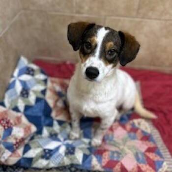 Rescue Mixed Breed Dogs for Adoption in Poplar Bluff, Missouri - Simon | PetCurious