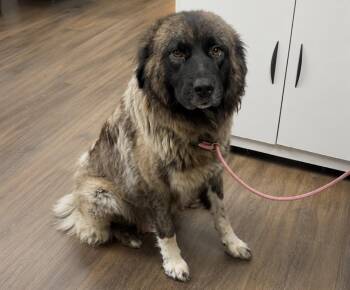 Fancy -  Leonberger and Great Pyrenees Dog for Adoption in Milford, Connecticut - Fancy | PetCurious