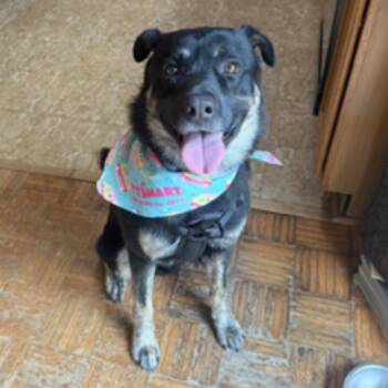 German Shepherd Dog and Husky Dogs Available for Adoption in Newark, New Jersey - Boone | PetCurious