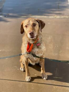 Rescue Chesapeake Bay Retriever Dogs for Adoption in Mesa, Arizona - Dash | PetCurious