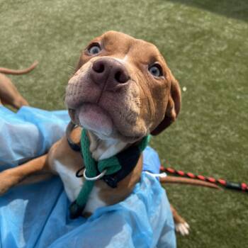 Asuna -  Mixed Breed Dog for Adoption in Philadelphia, Pennsylvania - Asuna | PetCurious