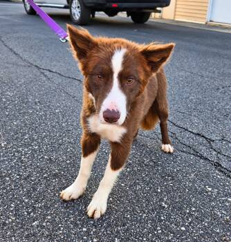 Chox -  Australian Shepherd Dog for Adoption in Grand Rapids, Michigan - Chox | PetCurious