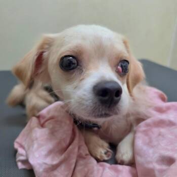 Beanie - Chino Hills Location -  Jack Russell Terrier and Mixed Breed Dog for Adoption in Chino Hills, California - Beanie - Chino Hills Location | PetCurious